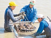 石斑危機！台灣青斑魚　被大陸龍虎斑打趴