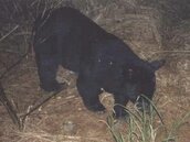 台灣黑熊出沒　顯示大雪山地區保育有成