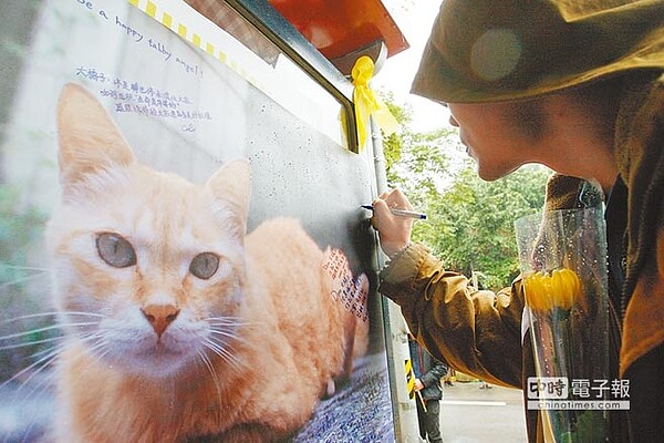 溫州街流浪貓「大橘子」，遭台灣大學化工系陳姓僑生虐殺。（本報資料照片）