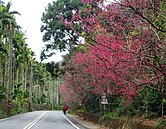 日月潭環湖公路　施工交管