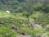 「南投最富村」秘密曝光！36人小村所得打趴全縣村里　還擠進全國前16