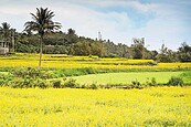 碧海藍天伴花海　台11線美景動人