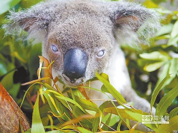 高齡19歲的無尾熊派翠克，現在牠所吃的尤加利葉，都是特別摘選過的嫩葉。（台北市立動物園提供）