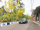 美濃藍白紙傘入護欄　阿勃勒作陪