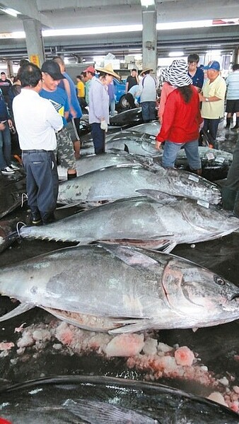 正值屏東黑鮪魚季，東港魚市場內一大早就進行黑鮪魚拍賣交易。 記者蔣繼平／攝影