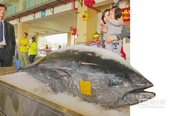 具有高經濟價值的黑鮪魚，為台灣漁民4至6月重要漁獲，締造「海上黑金」傳奇。（王亭云攝）