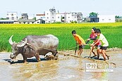 土庫駛水牛　娃娃御泥衝浪