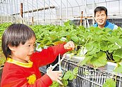 番茄農種草莓　圓女兒夢