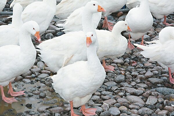 去年國內爆發禽流感,導致肉鵝供應吃緊。行政院昨天核定鵝肉進口關稅減半,以解鵝肉不足的壓力。 本報資料照片