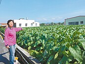 彰化芬園菸草田漸消失　剩不到10戶種