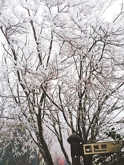 寒流報到,太平山上昨天結霧淞,枝條變冰條。( 圖/羅東林區管理處提供)