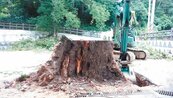 台東百年木棉樹被公所「謀殺」　村民心痛