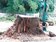台東百年木棉樹被公所「謀殺」　村民心痛