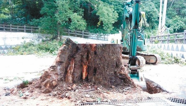 百年Vu Vu木棉樹，遭公所無預警的從底部應聲砍掉。 記者尤聰光／攝影