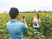 高樹花海23公頃　遍地開花