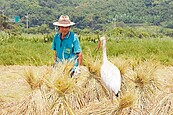 白鶴來了翻轉金山　無毒米熱賣