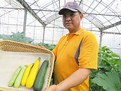 苑裡愛情果園　黃白綠節瓜　百搭好吃