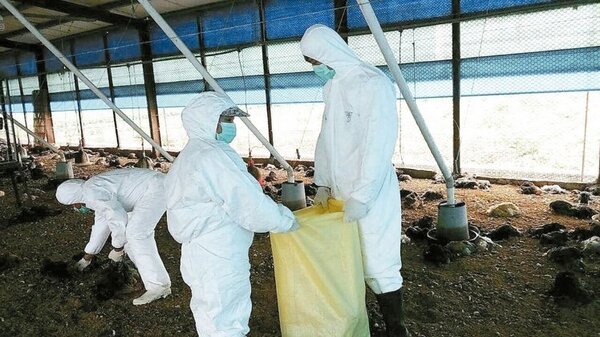 彰化縣大城鄉一處土雞場確診感染新型H5N2亞型高病原禽流感，昨天遭撲殺消毒。 圖／彰化動物防疫所提供