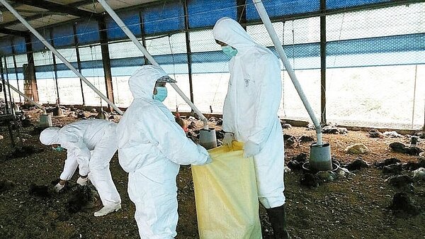 彰化縣大城鄉一處土雞場確診感染新型H5N2亞型高病原禽流感,昨天遭撲殺消毒。 圖/彰化動物防疫所提供