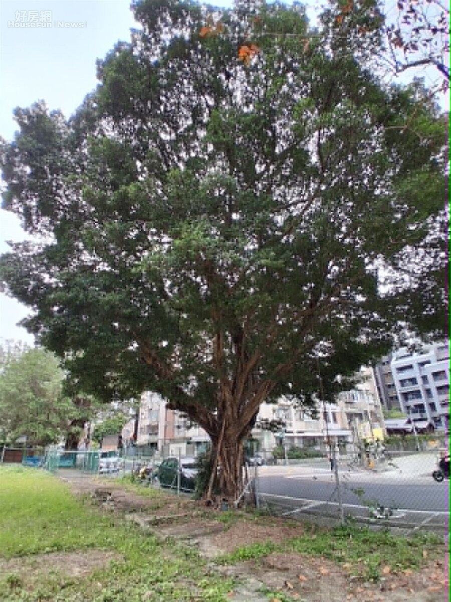 「金華特四基地」內的老榕樹。圖／台北市議員王欣儀提供