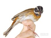 長期監測　太魯閣增58種鳥種