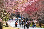 武陵櫻花季　每日限量6千人