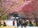 武陵櫻花季　每日限量6千人