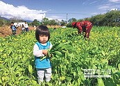 綠肥變珍饈　油菜花正當時