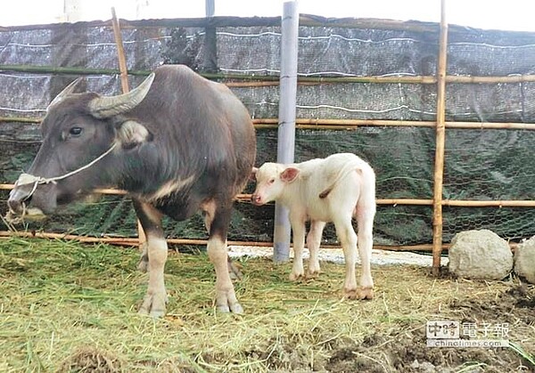 日前由成功鎮忠孝里張姓老農民飼養的黑色水牛產下白色小水牛，讓農民傻眼。（成功警分局提供）