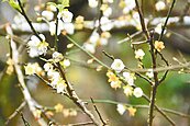梅嶺梅花開了　有如白雪伴雲海