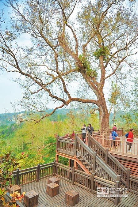 位於關子嶺北側高地的紅葉公園,從日治時期開始種植紅葉植物。(田欣雲攝)