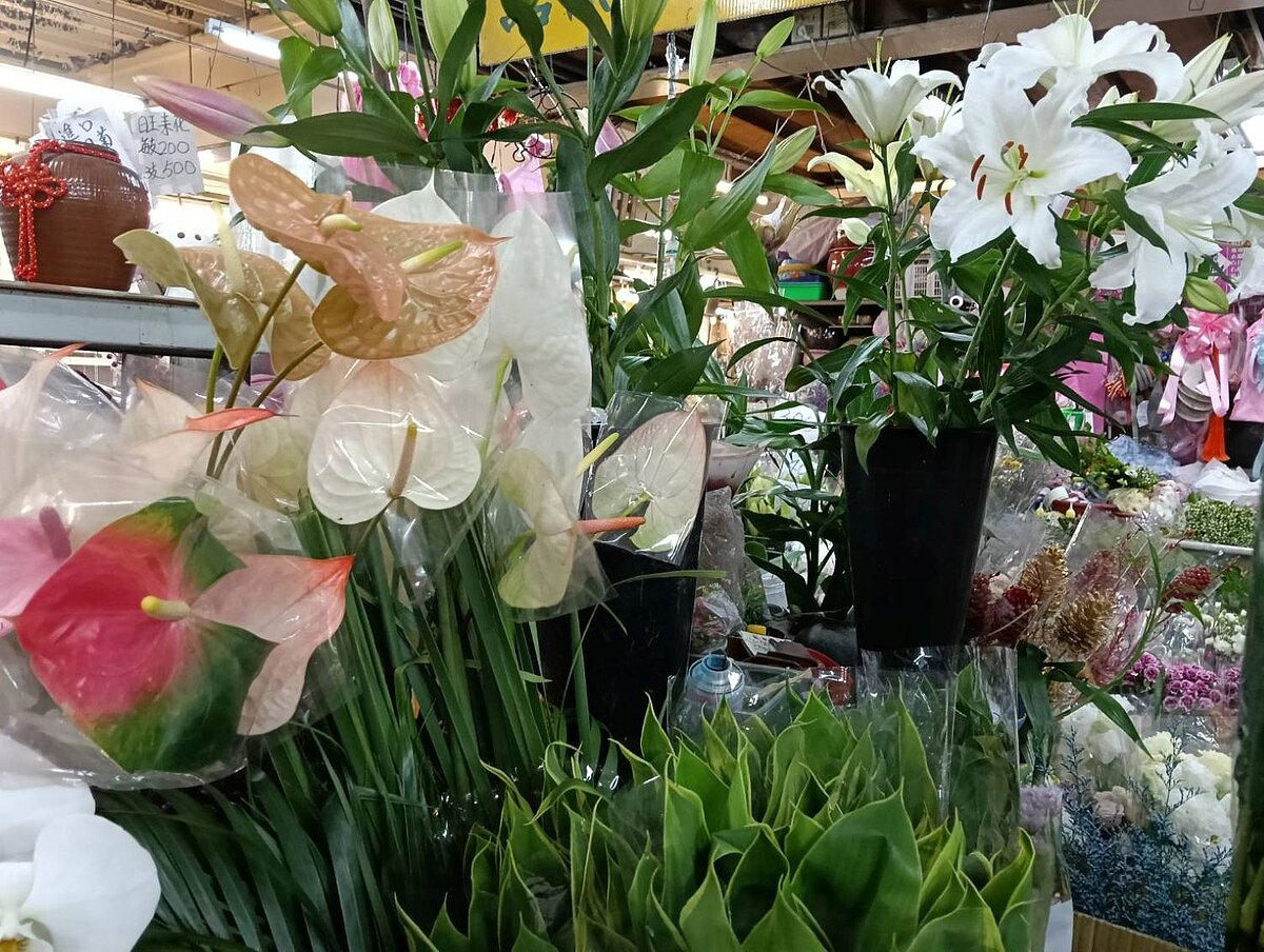 百合花、蘇鐵、杜鵑花、長壽花極高致死率！僅需少量（如花粉）即可引發急性腎衰竭、肝衰竭或神經損害。圖／新北市政府提供