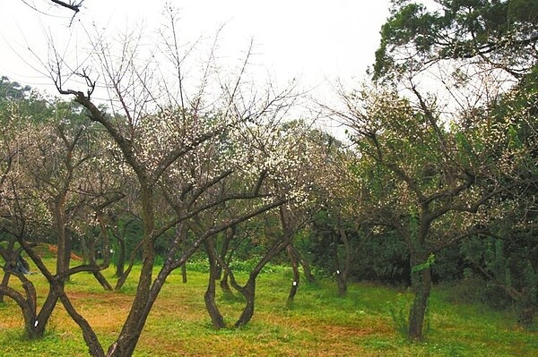 清大梅園目前約有5成開花,歡迎民眾投完票後前往賞花踏青,捕捉這難得的美景。( 記者郭政芬/攝影)