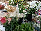 居家植栽藏危機！「這款花」成貓咪頭號殺手