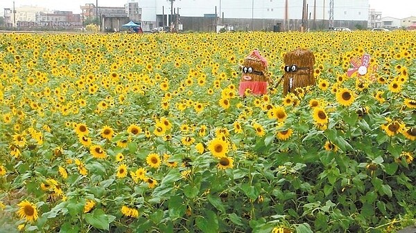 彰化縣秀水鄉金陵社區向日葵花海開得美麗。 記者郭宣彣／攝影
