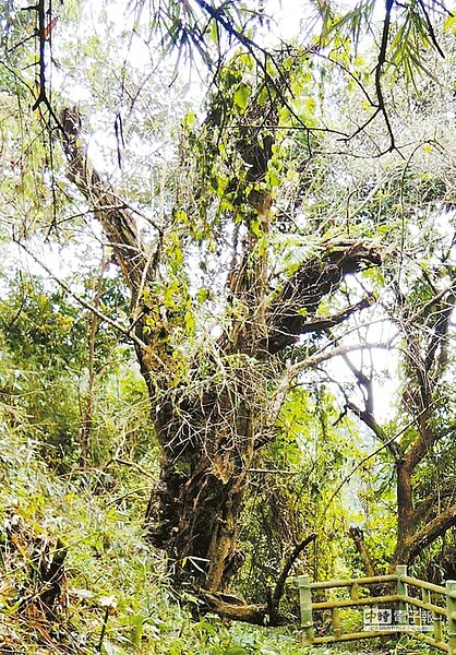 樹齡達399歲的梅山鄉「安靖古梅」(呂妍庭翻攝)