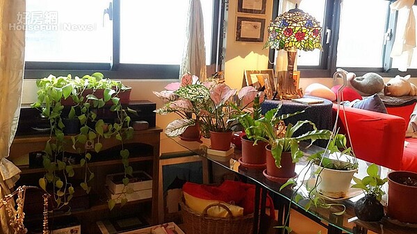 5. 龔華愛花草,連室內都殷殷種蒔,不時澆水,澆釀她對生命的體悟和珍惜。