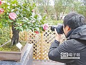 茶花搶開 陽明山花季1月30登場