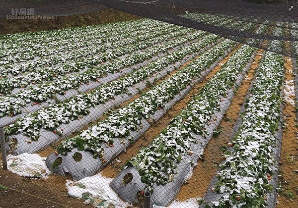 苗栗大湖草莓田也降雪，有遊客戲稱「好像草莓冰沙！」（圖／遊客提供）