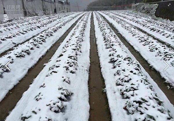 苗栗大湖也是一片白雪覆蓋。(好房網News資料中心）