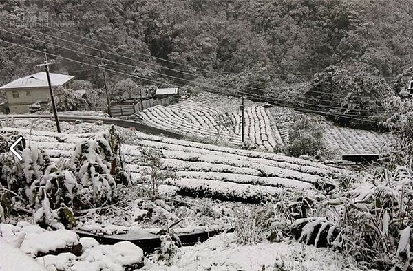 坪林茶農李生志表示，在坪林種茶四五十年有餘，首次遇到下雪，但幸好冬茶早已採收，否則不知道下雪會造成什麼傷害。(好房網News記者/陳韋帆攝影)