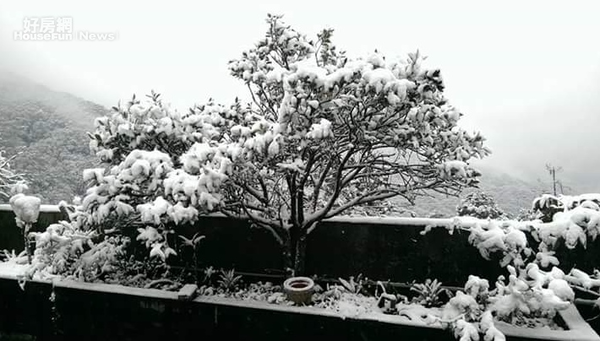 坪林茶農李生志表示，在坪林種茶四五十年有餘，首次遇到下雪，但幸好冬茶早已採收，否則不知道下雪會造成什麼傷害。(好房網News記者/陳韋帆攝影)