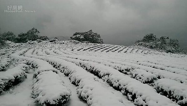 坪林茶農李生志表示,在坪林種茶四五十年有餘,首次遇到下雪,但幸好冬茶早已採收,否則不知道下雪會造成什麼傷害。(好房網News記者/陳韋帆攝影)