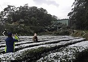 來深坑逛老街配雪景！民眾興奮堆雪人