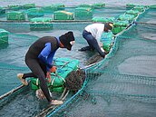 第三度考驗　天和海鱺挺過冬