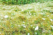 澎湖也下雪？浪花泡泡飛上岸