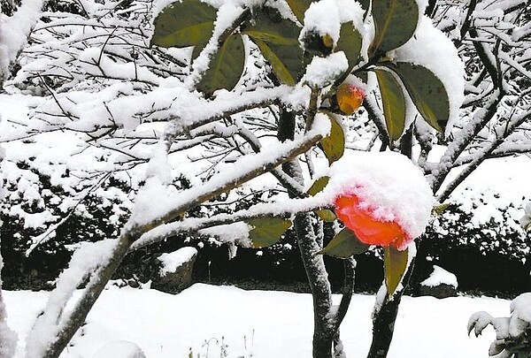 花蓮秀林鄉銅門山區龍溪發電廠附近也出現6年來最大的降雪。 圖／讀者提供