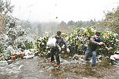 苗栗住家外就是雪景　「打雪仗囉」