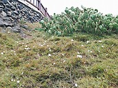 澎湖傳雪蹤　原來是浪花泡沫