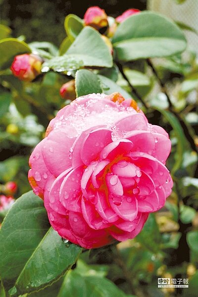 強烈寒流來襲讓陽明山白了山頭,位於台北市公園處花卉試驗中心的茶花也覆蓋了透明的冰。(花卉試驗中心提供)